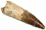 Fossil Spinosaurus Tooth - Real Fossil Tooth #370729-1